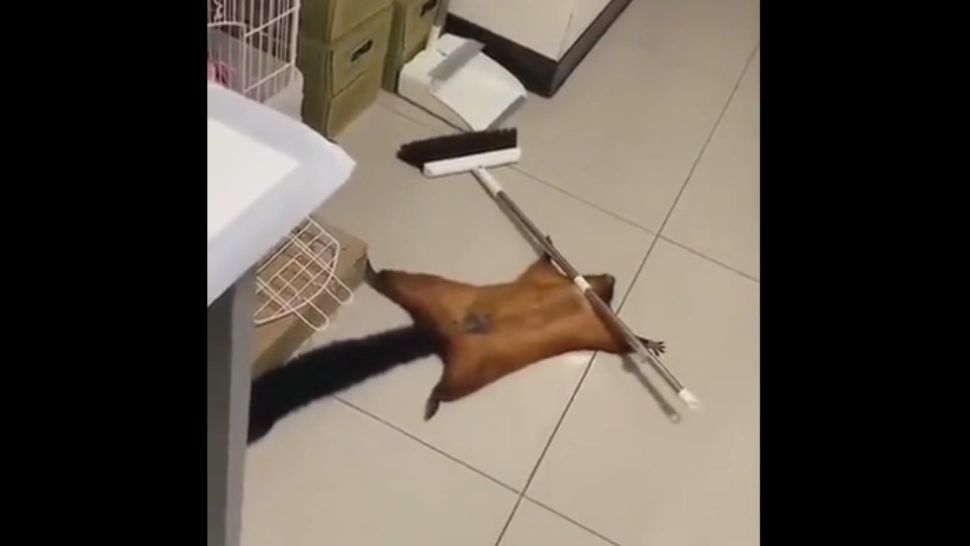 O veveriță care își înscenează moartea a uimit internetul. VIDEO cu performanța artistică demnă de Oscar 