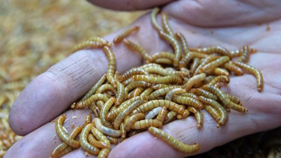 Șoc pentru un șofer român de TIR. A deschis remorcă și era plină de viermii comestibili 