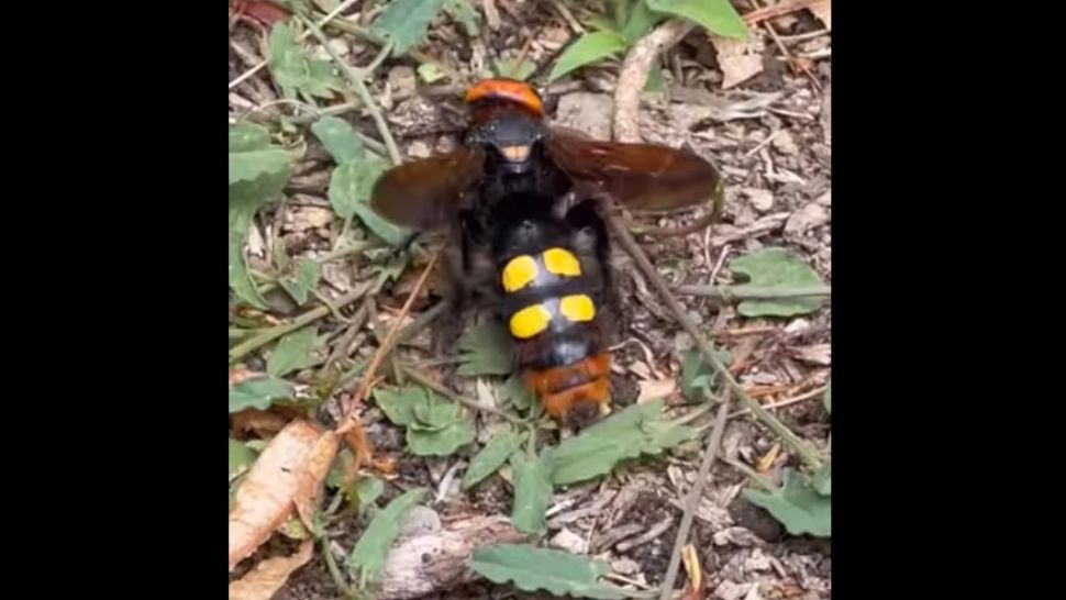 O ”bâzdâganie” gigant a pus pe jar bucureștenii. Cât de periculoasă este, de fapt, viespea mamut, zărită în parcurile Capitalei. VIDEO