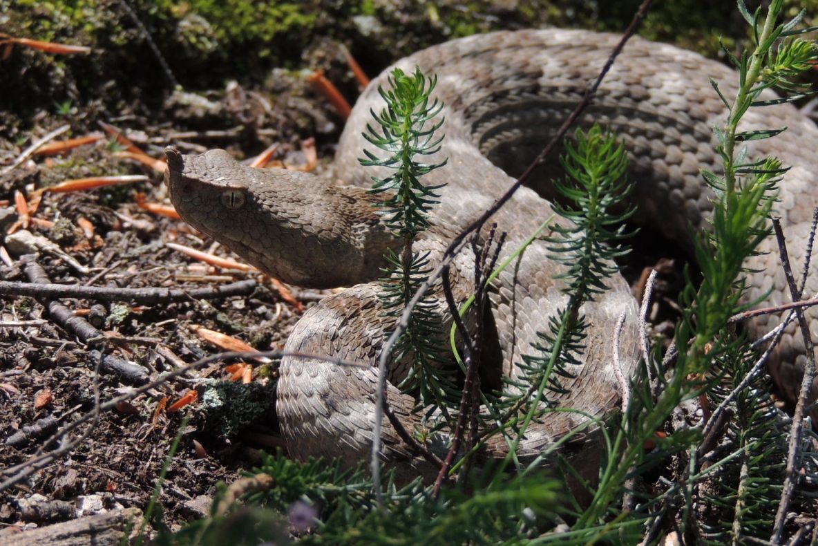 Alertă de șerpi veninoși, după inundații. Viperele ajung în orașe VIDEO