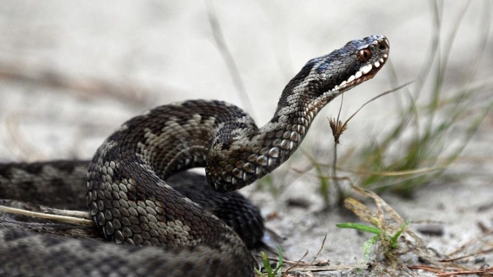 Viperele au luat-o razna din cauza caniculei! Val de atacuri: sfaturi de la specialiști