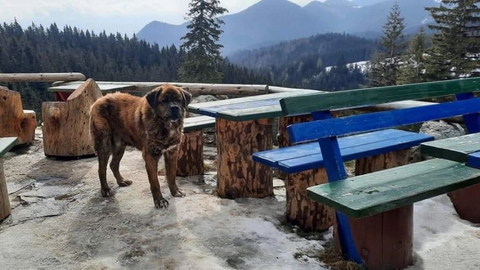 A murit "domnul" Muky, cel mai iubit câine din munții României. Mesaje emoționante transmise de pasionații de drumeții montane 