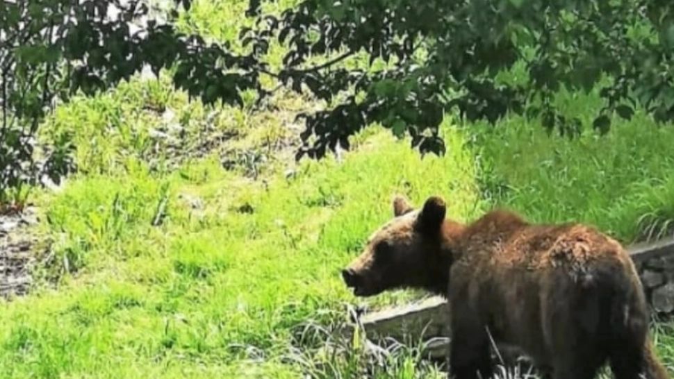 Pui de urs salvat de jandarmi dintr-un canal, în Poiana Brașov - Intervenție rapidă înainte de apariția ursoaicei