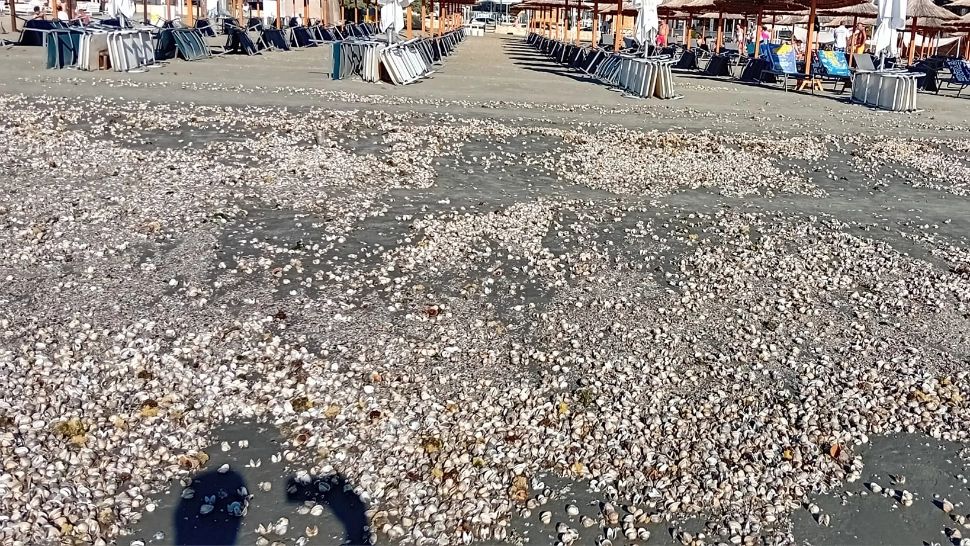 Alertă pe litoral! Apa este poluată și a început să aibă miros de cadavru - Peisaj sumbru după furtunile din ultimele ore