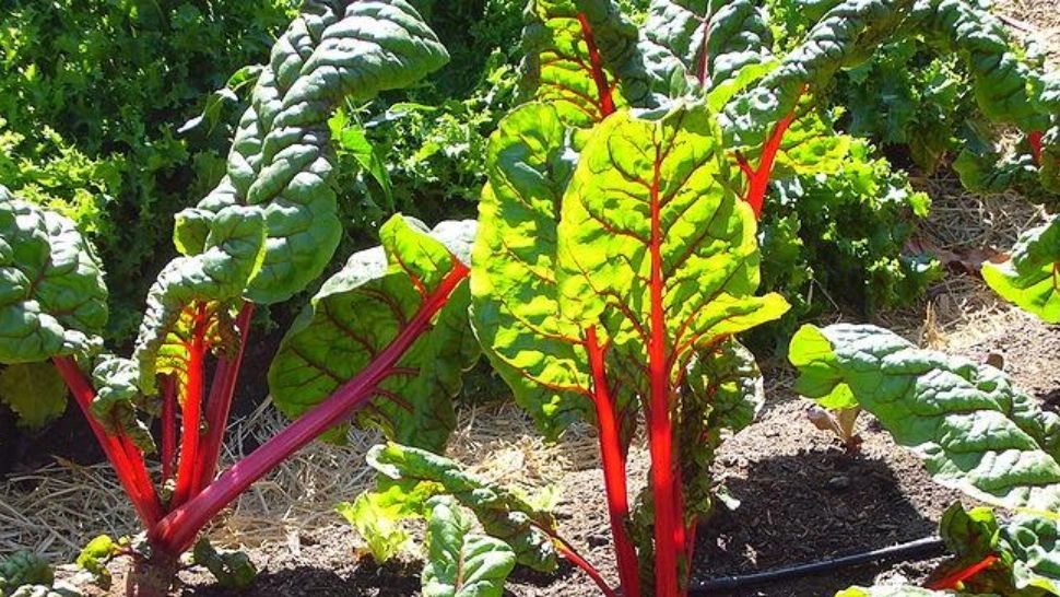 Cele mai sănătoase verdețuri care nu trebuie să lipsească niciodată din casă - 12 plante de bază