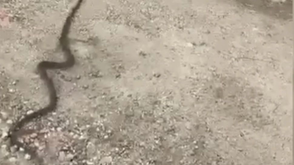 Invazie de ȘERPI într-un județ din țară! Spitalele s-au pregătit cu SER ANTIVIPERIN - Recomandările specialiștilor