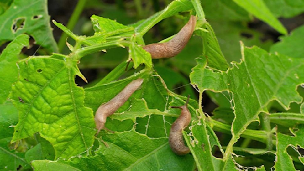 Invazie de melci fără cochile în mai multe zone ale țării! Culturile agricole, în pericol - Ce spun experții - FOTO