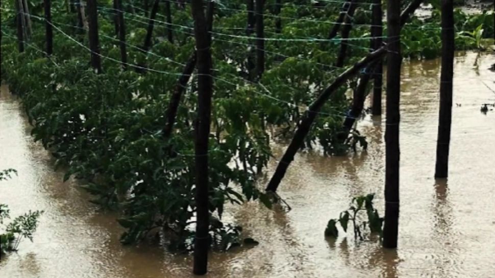 Prăpăd în țară: comune întregi, sub ape, zeci de culturi, compromise! ISU acuză autoritățile că nu iau măsuri - FOTO