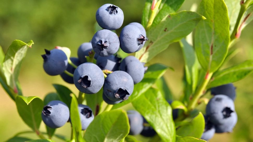 Cele mai bune fructe pentru creier și inimă. Sunt considerate „elixirul tinereții”