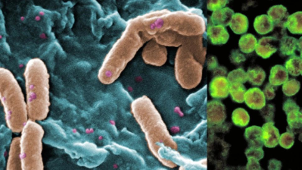 Ce tipuri de amibe se găsesc în Marea Neagră și cum îți poți da seama dacă te-ai infectat