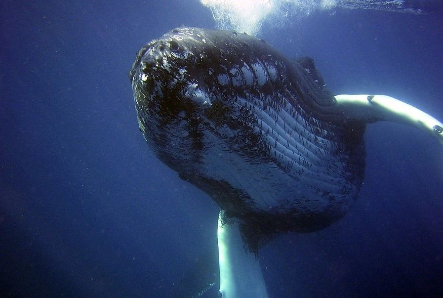 A fost înghițit de o balenă, dar a supraviețuit. Șocant ce i s-a întâmplat la spital 