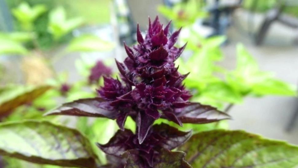 6 plante ideale care purifică aerul din locuințe - Adevărul despre florile decorative, dezvăluit de cercetătorii români