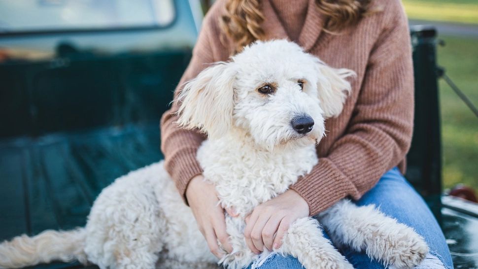 Ce înseamnă când câinele te urmează peste tot pe unde te duci