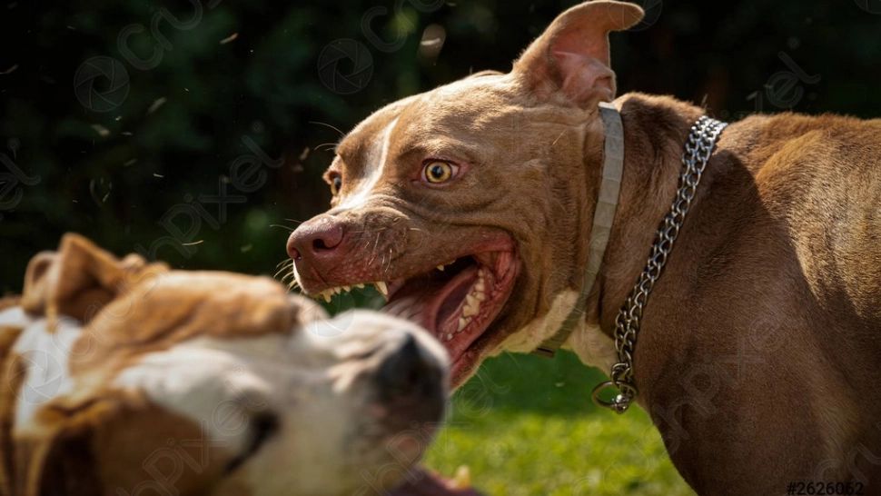 Copil de 13 ani, atacat de mai mulți câini scăpați dintr-o curte. Proprietarul a primit amenzi de 15.000 de lei