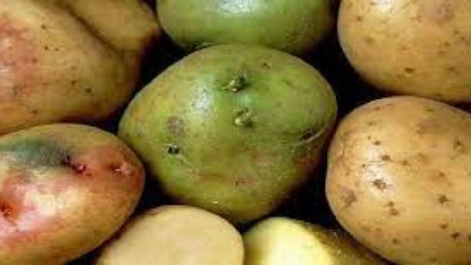 Leguma care ne poate pune viața în pericol - Nu toate sunt atât de sănătoase pe cât se credere