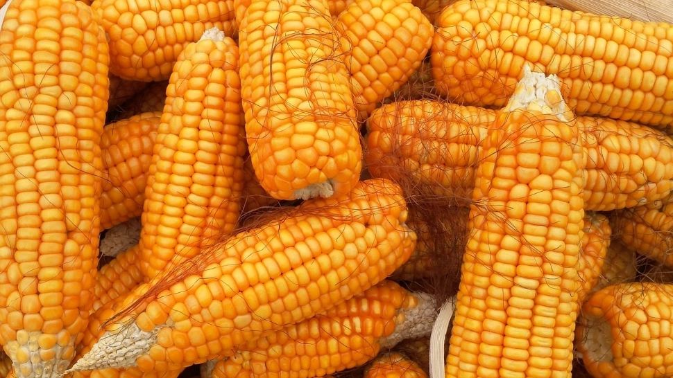 Porumb contaminat din România - Olanda a notificat Sistemul de Alertă Rapidă pentru aflatoxină - Cât de toxică este 