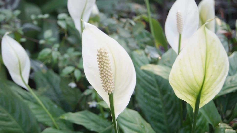 Plantele care rezistă mult timp fără apă. Ideale pentru cei care vor să-și înfrumusețeze locuința, dar nu au timp pentru îngrijirea lor