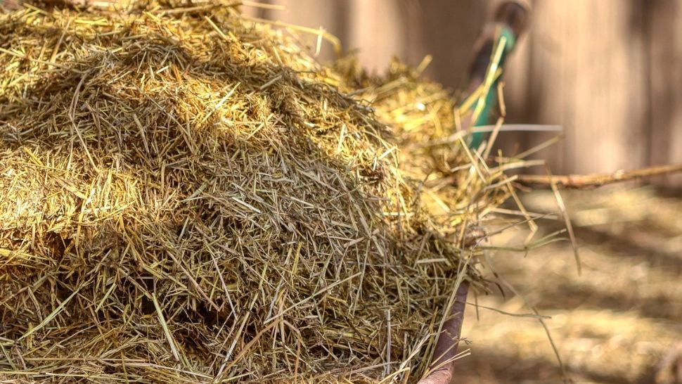 Copil de 13 ani, vândut de tată pentru bani. Băiatul a ajuns să fie exploatat la o fermă