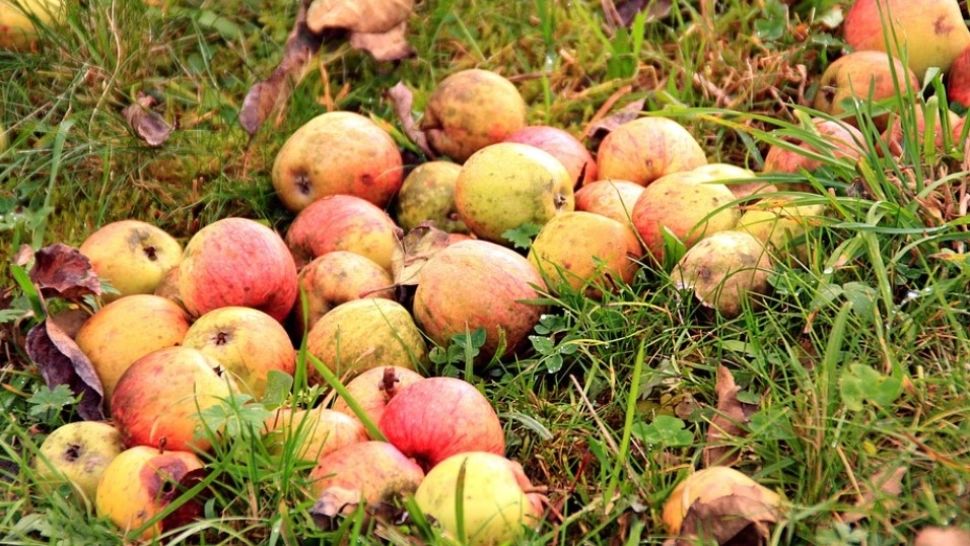 Ai sau nu voie să iei fructele din pomul vecinilor care cad la tine în curte? Ce spune legea