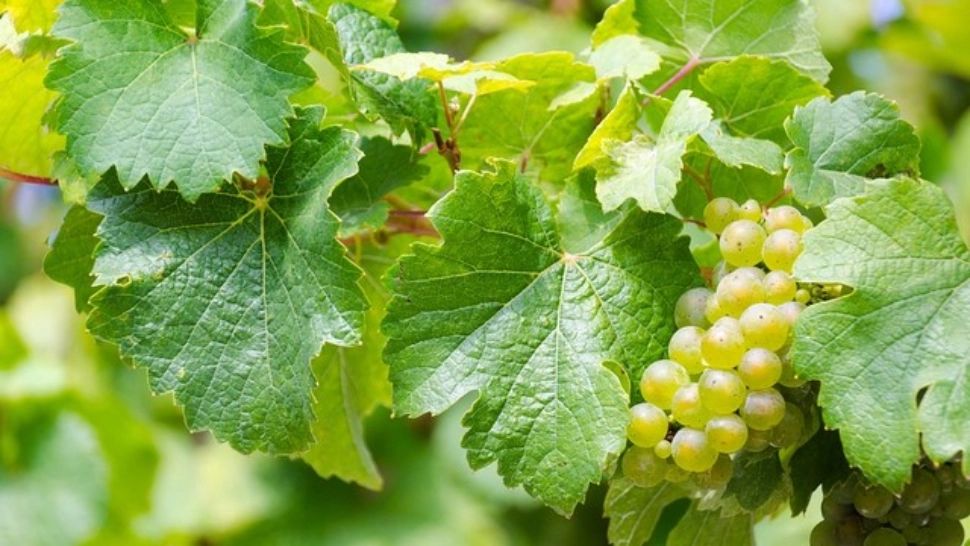 Frunzele de viţă-de-vie au proprietăţi vindecătoare miraculoase: remediu împotriva durerilor, vindecă arsurile și tratează insomnia 