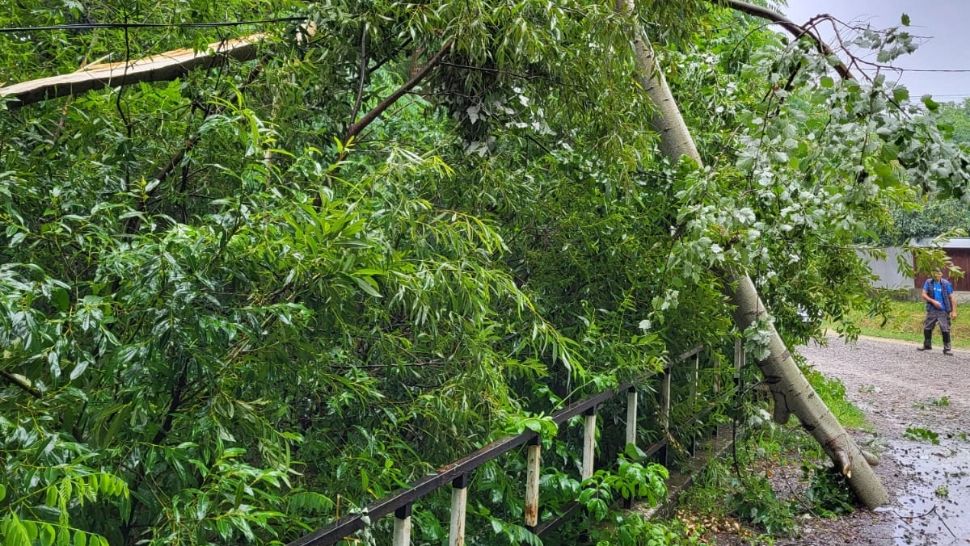 Urmări devastatoare după furtuna din Caraș Severin. Pădure „măturată” de tornadă, copaci trântiți și smulși 