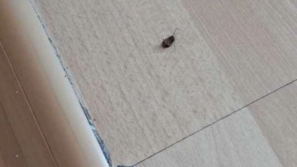 Cum să alungi gândacii de bucătărie fără chimicale! Trei ingrediente din bucătărie împotriva insectelor din casă
