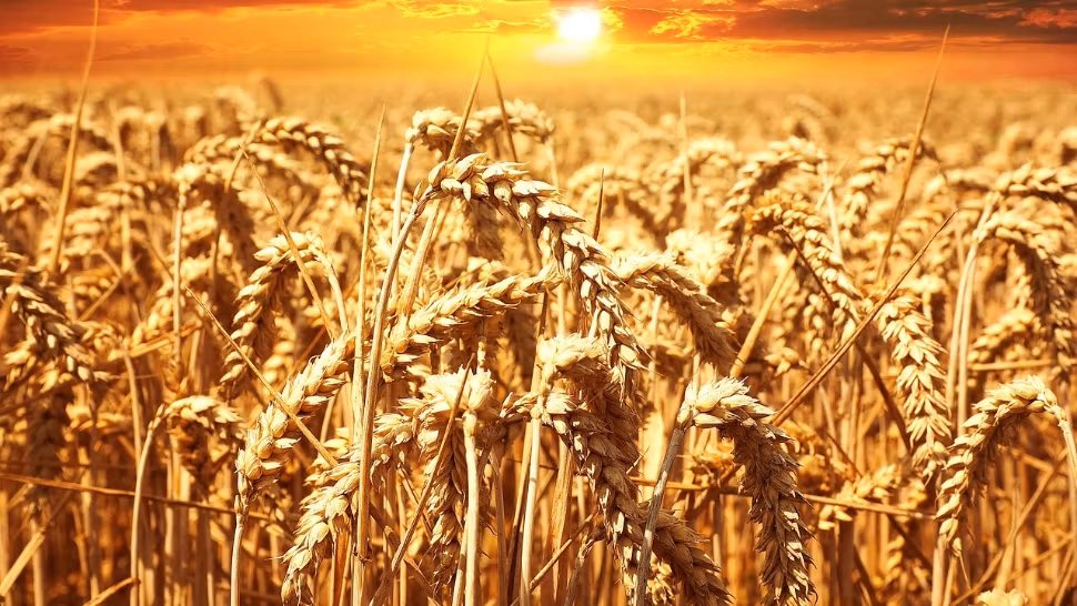 An de coșmar pentru fermieri: producții slabe și prețuri mici - Mulți agricultori români sunt în pierdere