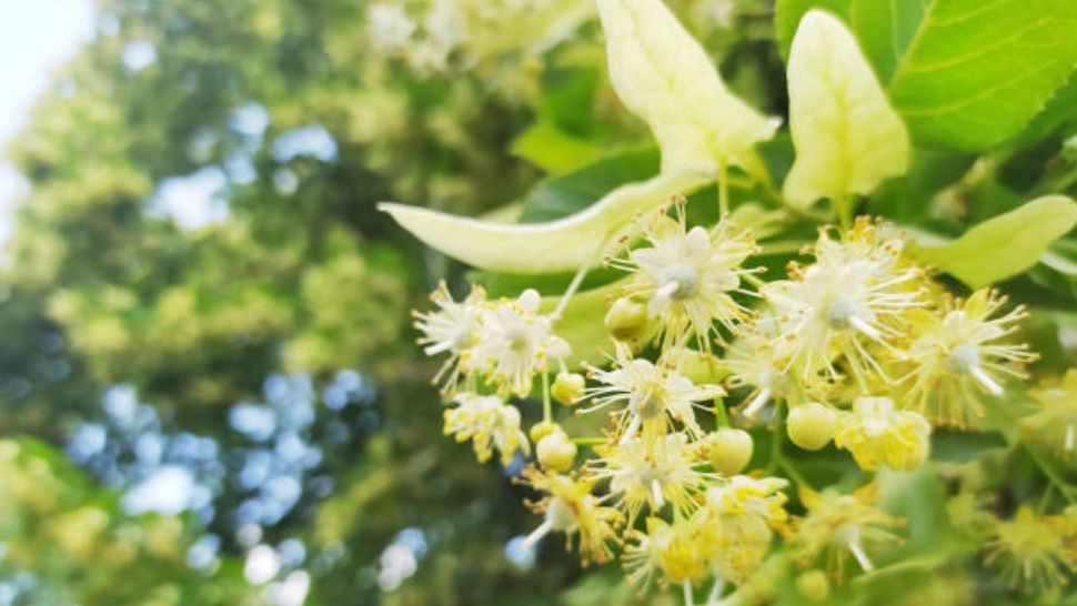 Florile de TEI, efectul miraculos de care nu se știa până acum - Cum se prepară corect ceaiul