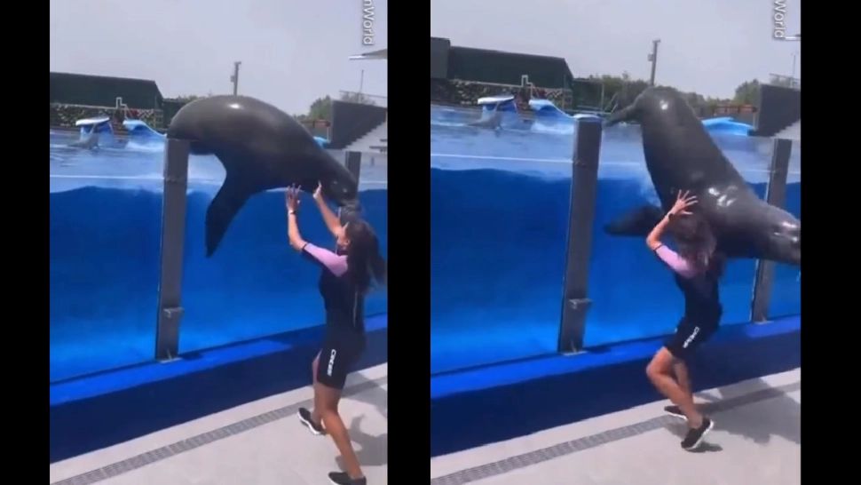 Un leu de mare care încerca să evadeze din bazin a căzut peste...îngrijitoarea sa. Ce a pățit femeia