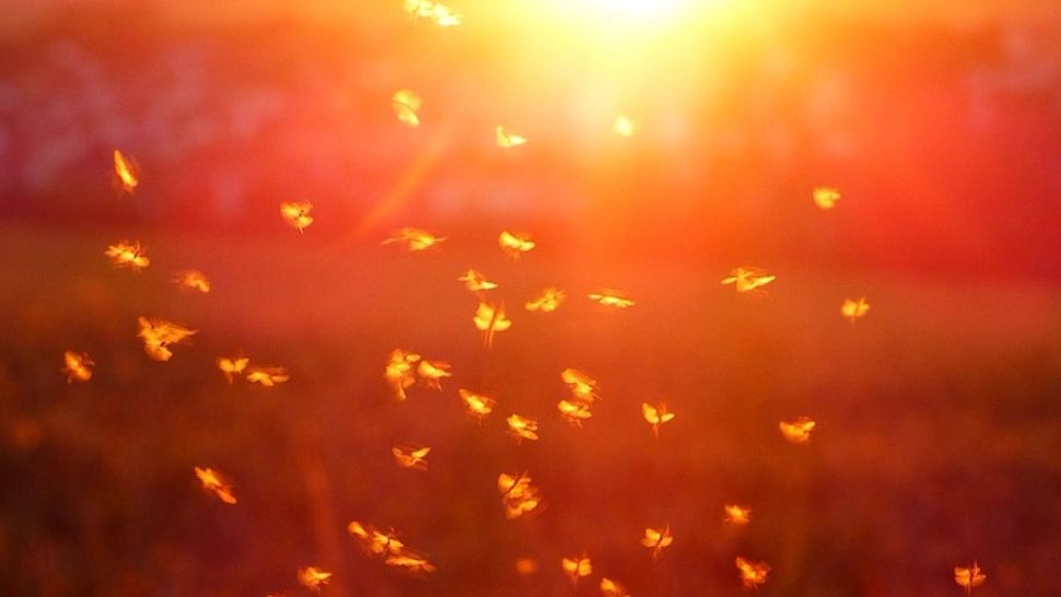 Cum să scapi de țânțari fără să te dai cu nimic pe piele - 6 soluții foarte simple: Una nu va fi pe placul iubitorilor de bere