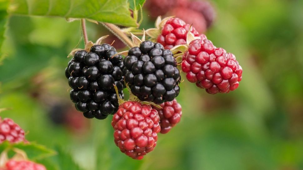 Beneficiile curei cu mure. Puțini cunosc efectele extraordinare ale acestor fructe delicioase