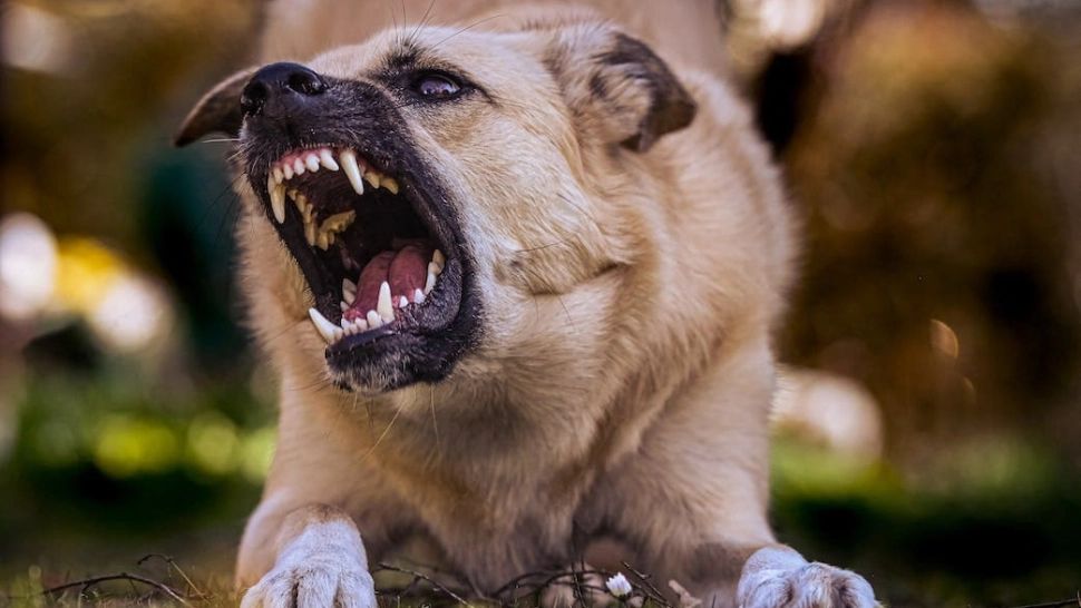 Aceștia sunt cei mai periculoși câini din lume. Top 5 rase cu cea mai puternică mușcătură
