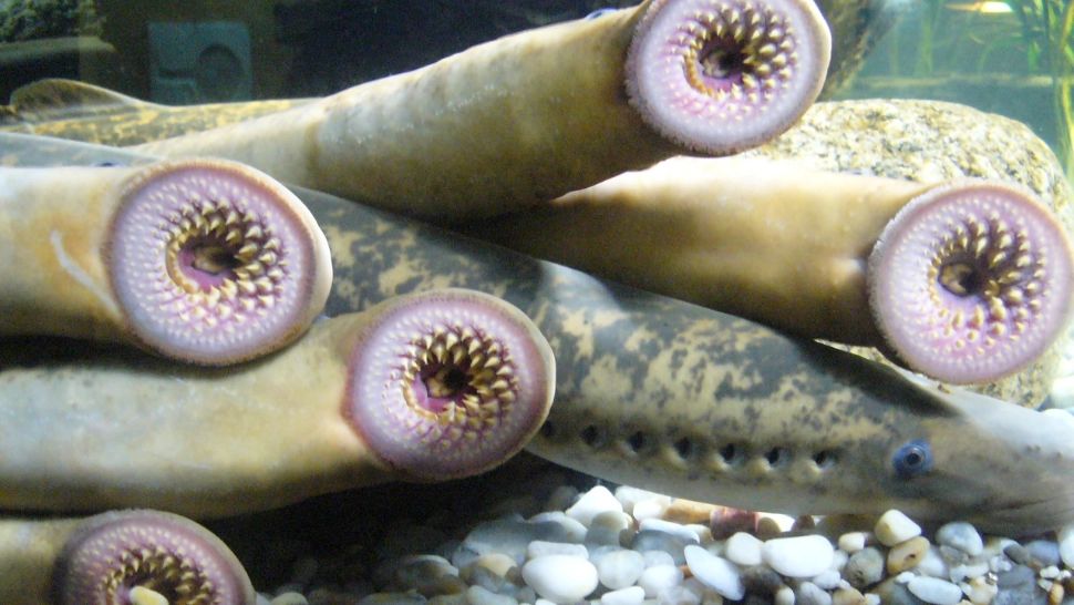 Peștii vampir fac ravagii în Marile Lacuri din America de Nord. Numărul lor s-a dublat în ultimii ani, localnicii sunt disperați