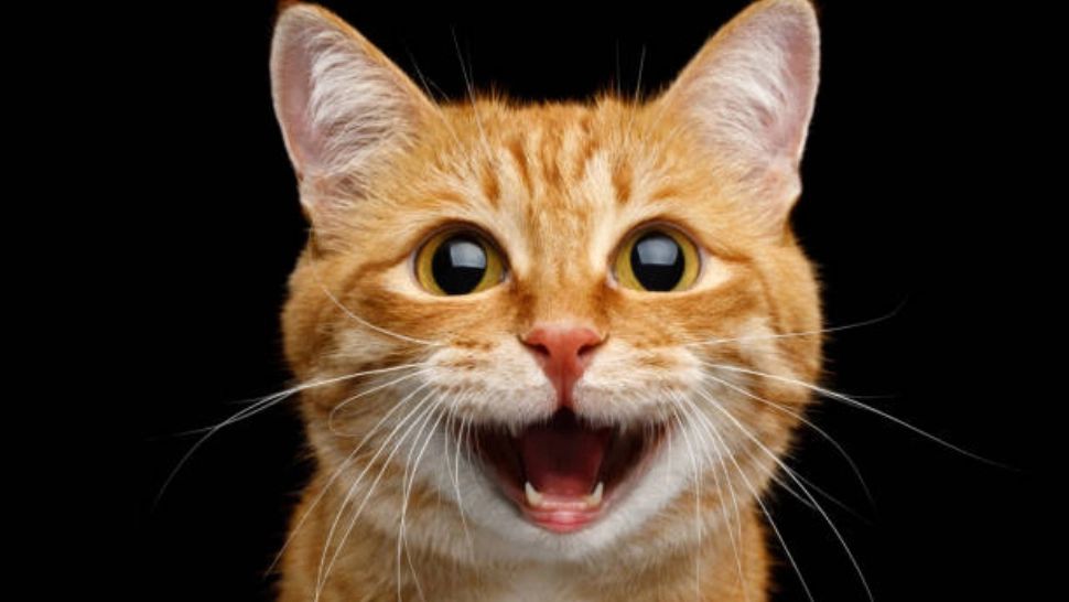 Care pot fi principalele motive pentru care pisica miaună mult. Ce mesaje îți transmite, de fapt