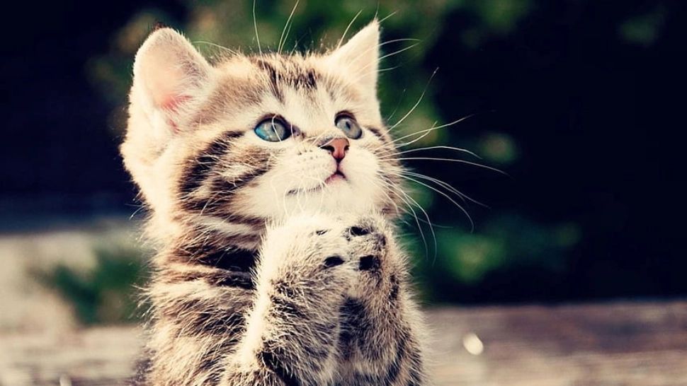 Chiar le este dor pisicilor de stăpâni? Întrebarea care-i încearcă pe iubitorii de feline, analizată de specialiști