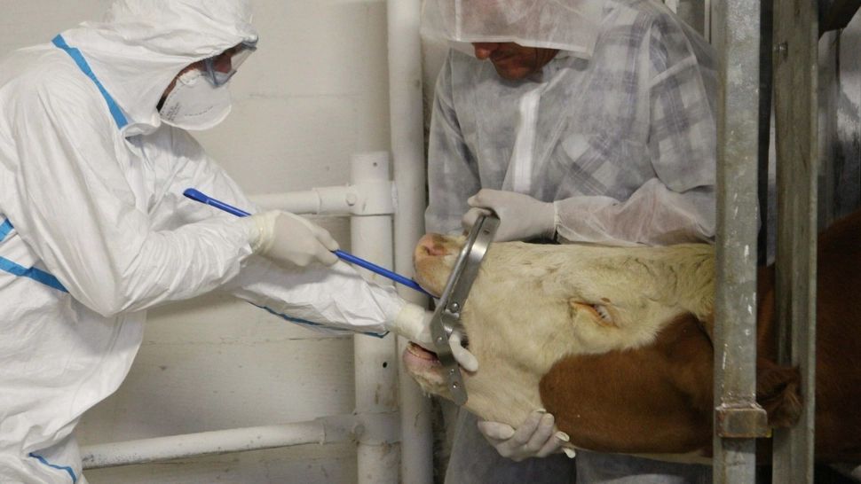 Alertă de ANTRAX la Iași. 3 muncitori de la o fermă de bovine, internați de urgență