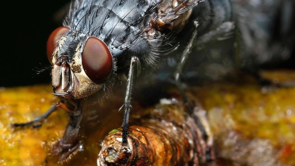 Ce fac muștele pe mâncarea ta? Cercetătorii au observat lucruri de-a dreptul dezgustătoare