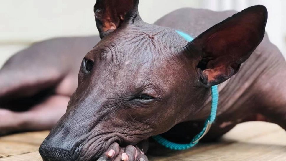 I se spune "câinele dezbrăcat" sau "câinele alergicilor". Rasa care-i uimește pe mulți 