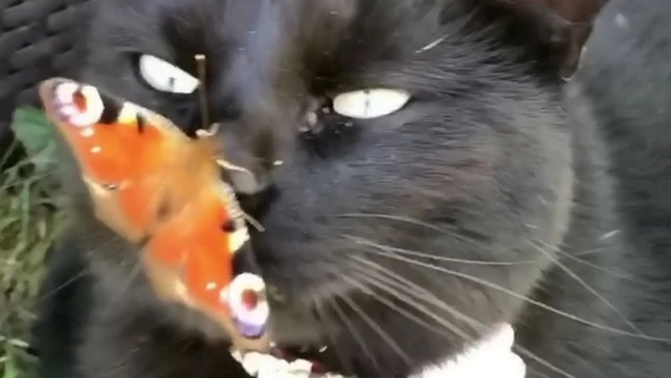 Pisica ta mănâncă insecte? Atenție, nu orice zboară se mănâncă!