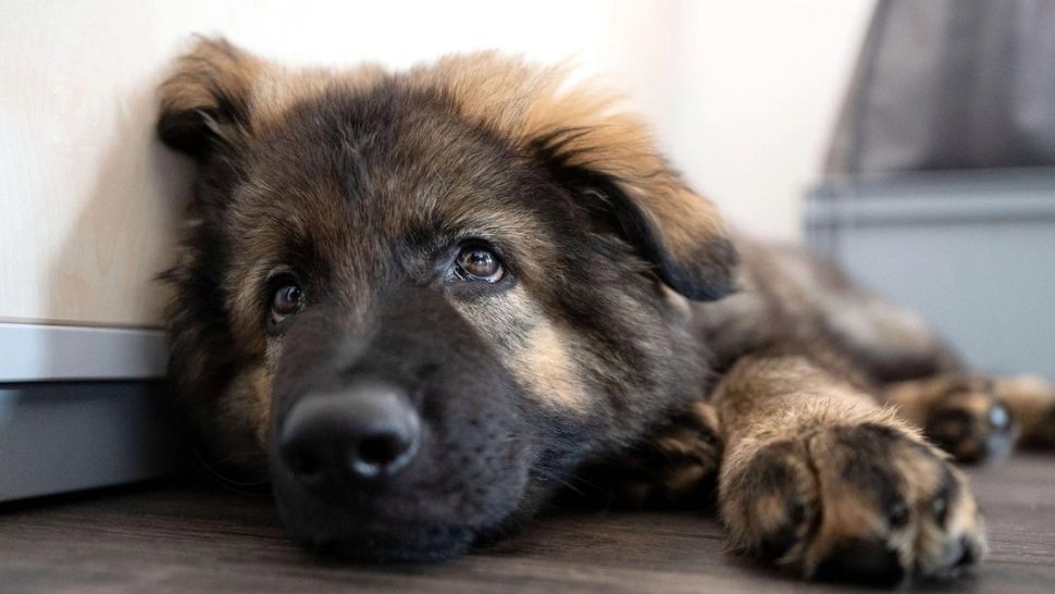 Face vulpea SEX cu câinele? Adevăr și legende despre relații între specii diferite 