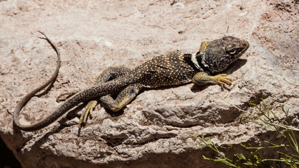 Raed Arafat: E cea mai fierbinte vară din istoria modernă. Schimbările climatice se simt, trebuie să ne adaptăm