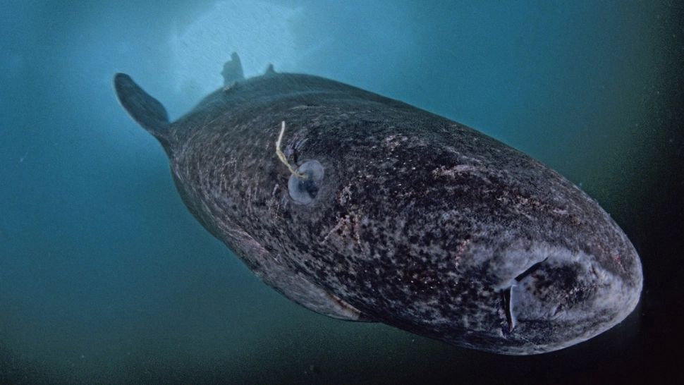 Cea mai bătrână vietate din lume! S-a născut pe când nu existau Statele Unite ale Americii