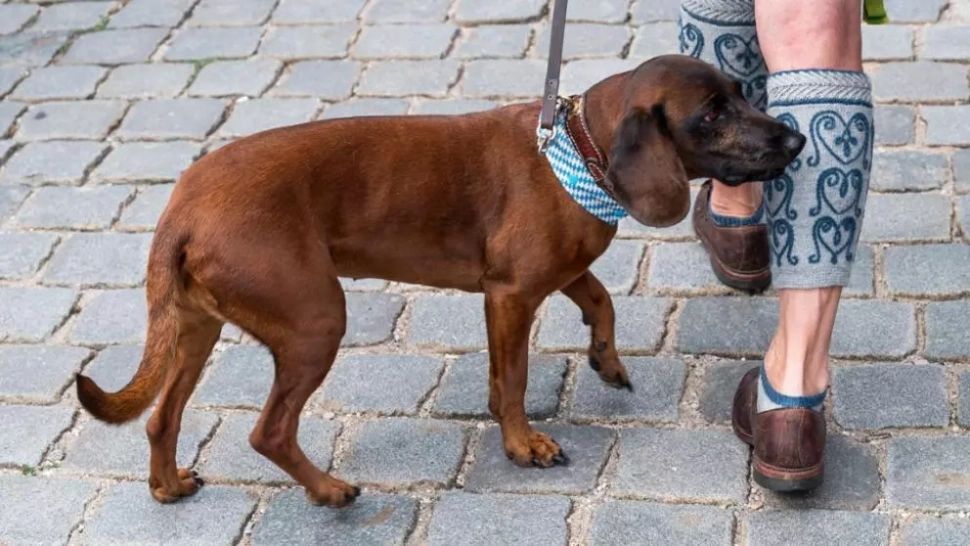 Dacă mori singur în casă, e posibil ca animalul tău preferat să TE MĂNÂNCE