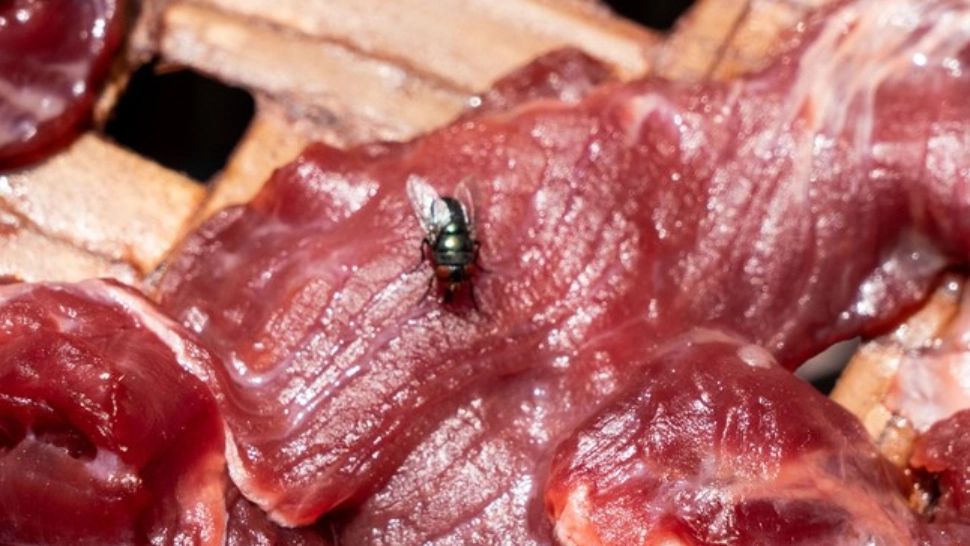 Cum miros muștele CARNEA? Niciun mamifer carnivor nu le poate egala