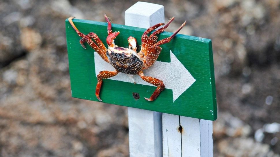 Horoscopul săptămânii 17 - 24 iulie. Momente delicate, Luna și Soarele sunt în Rac