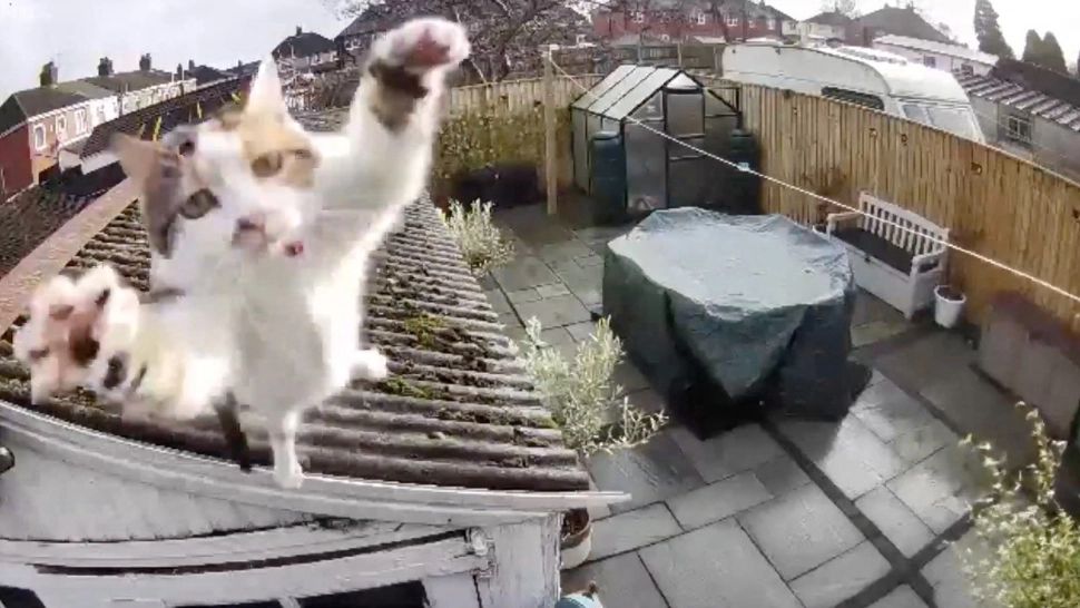 Cât de periculos este aerul condiționat pentru animalele de casă?