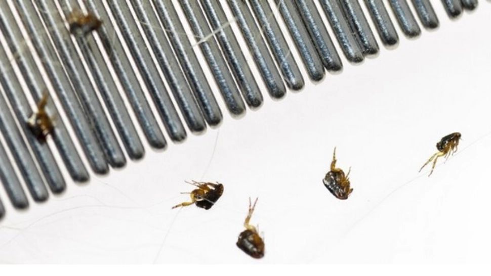 La un pas de moarte, după ce a fost mușcat de un purice. Bărbatul a rămas fără mâini și picioare - FOTO