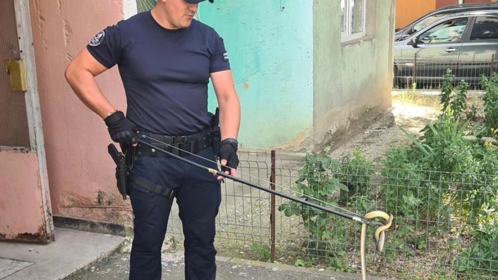 Șarpe de peste un metru, găsit la intrarea într-un bloc din Drobeta-Turnu Severin