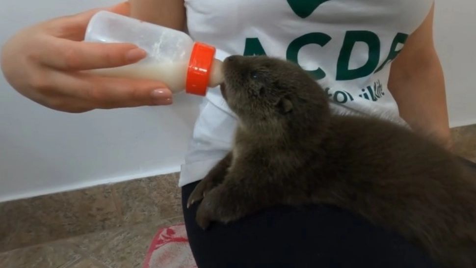 Povestea Soniei. Casuță nouă pentru o vidră din Horezu rămasă orfană din cauza unei viituri - VIDEO