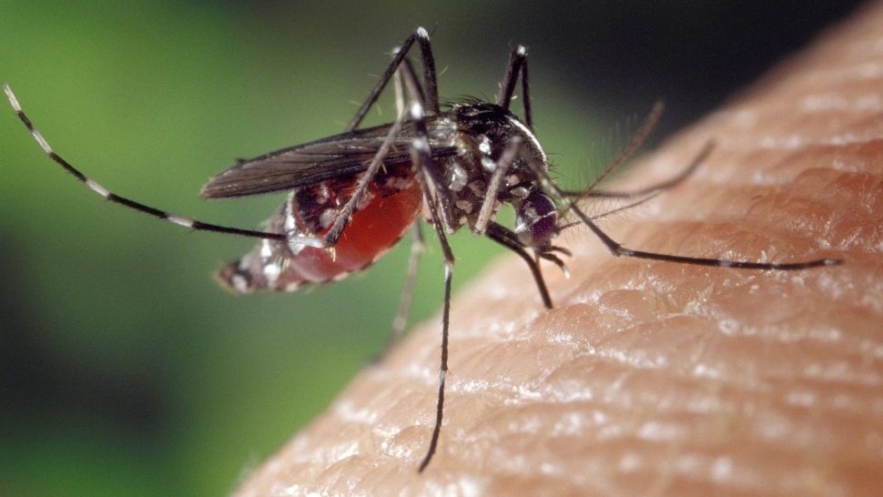 Bilanț îngrijorător. Din vară și până acum, în România au fost 103 cazuri de infecţie cu virusul West Nile